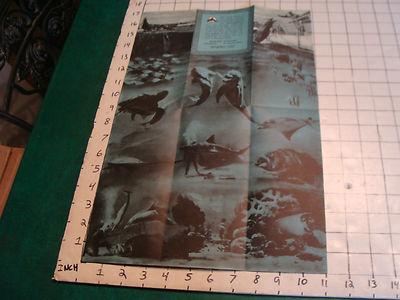 1930'S ROADDISE AMERICA visit MARINE STUDIOS MARINELAND Poster Brochure CLEAN