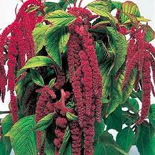 LOVE LIES BLEEDING 100+ SEEDS NEWLY HARVESTED