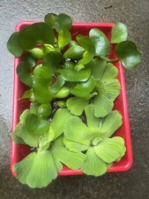 6 MIX Water Hyacinth  Lettuce Koi Pond Floating Plants Algae LARGE Jumbo 6  