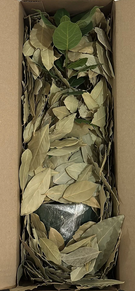 Organic Bay Laurel Tree, Mediterranean, Bay Leaves, Inside/Outside Evergreen - Image 4 of 4