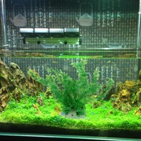 Plastic Waterweeds Aquarium Ornaments Fish Tank Decorations Large Hiding Plants on sale Plastic Waterweeds Aquarium Ornaments Fish Tank Decorations Large Hiding Plants on sale