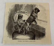 1885 book engraving ~ PUG DOG