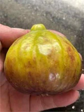 Brooklyn Dark Cutting, At Least 3 Nodes and Over 8 Inches Long