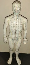 Large Human ACUPUNCTURE Instructional Figure On Stand, Detailed!