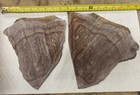 Wonderstone Rhyolite Rough Slabs • Banded WonderStone For Cabbing Jasper — photo 10
