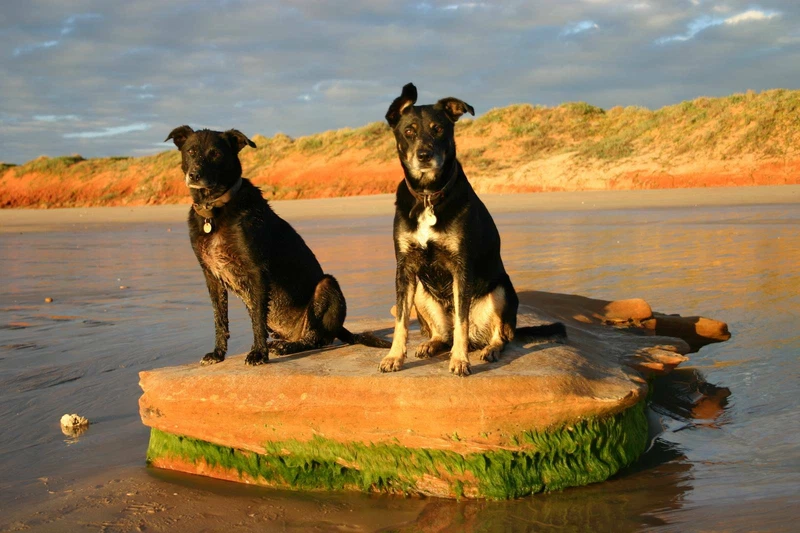 Wanted Puppy Kelpie X Lab Puppy Dogs Puppies Gumtree Australia Perth City Area Perth 1258646690
