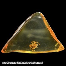 Baltic Amber Fossil Spider Araneae Eocene Insect Inclusion Genuine Fossil with