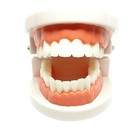 Adult Standard Educational Teeth Model Teaching Equipment Typodont Demonstration
