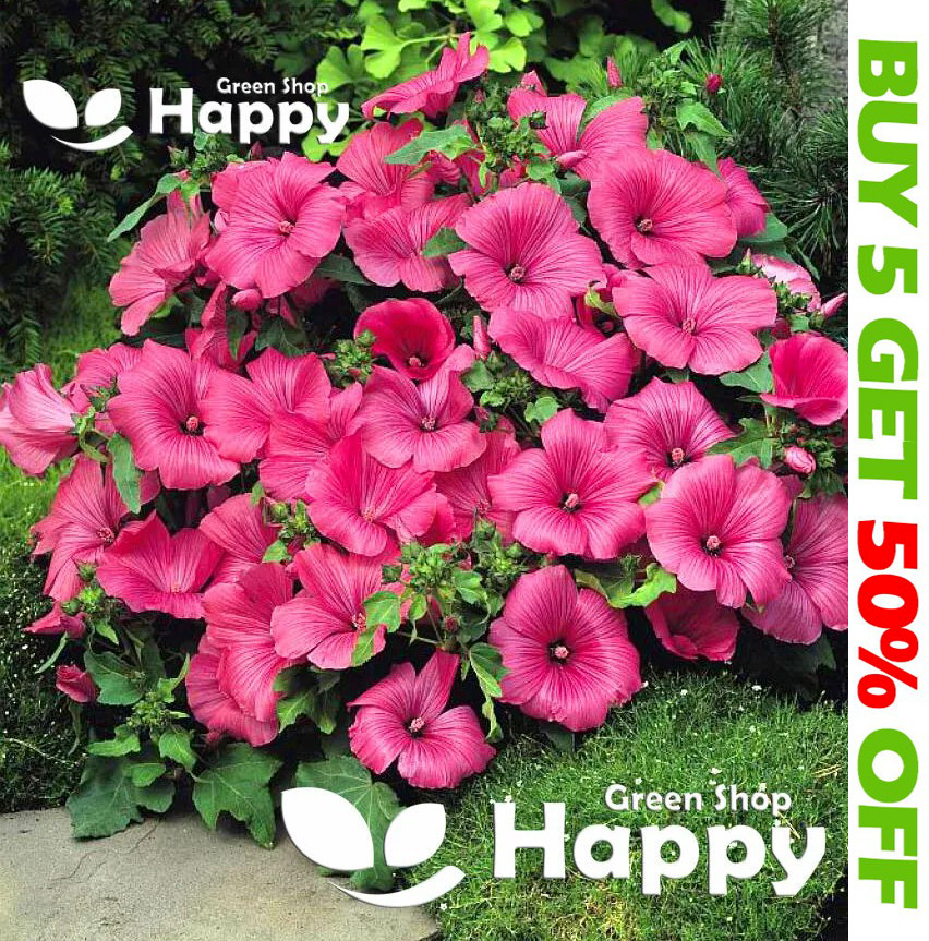 MALVA ROSA RUBÍ REGISTRA SERIE 150 SEMILLAS - Lavatera t - FLORACIÓN GRANDE Y TEMPRANA