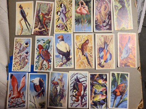 1961 Brooke Bond Tea Cards Tropical Birds  Card eighteen of them - Picture 1 of 5