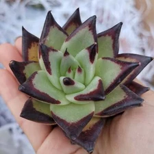 Echeveria agavoides 'Ebony' Succulents Depot