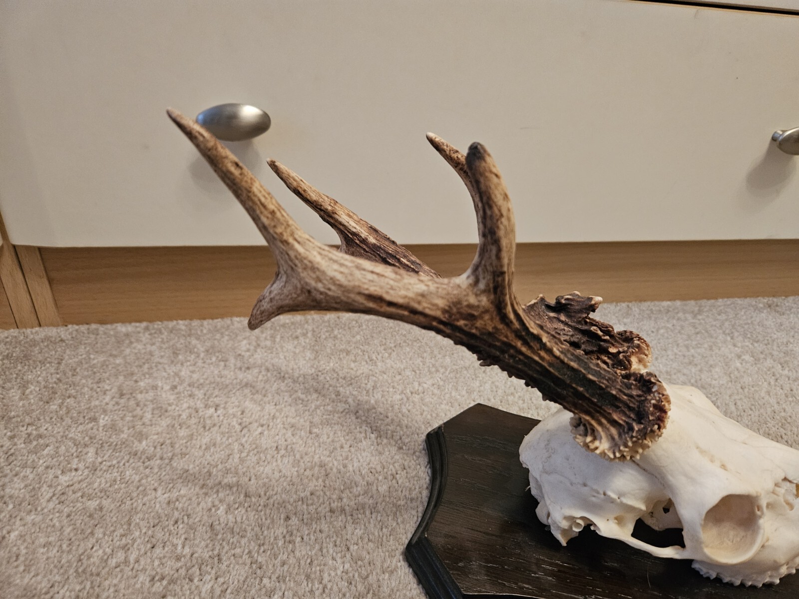 Taxidermy Large Bronze Medal Roe Deer Skull eBay