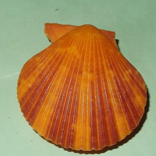 Mimachlamys sanguinea aurantius PECTINIDAE Philippines Sea Shell 49mm ...