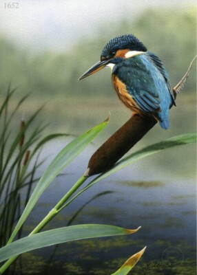 Eisvogel - Limited Edition, signiert, Fine Art Bird Print | Nigel Artingstall