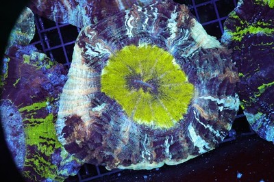 Glacier Acanthophyllia WYSIWYG - SAQ Coral Farm