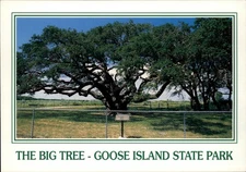 Rockport Texas Goose Island State Park giant live oak tree postcard