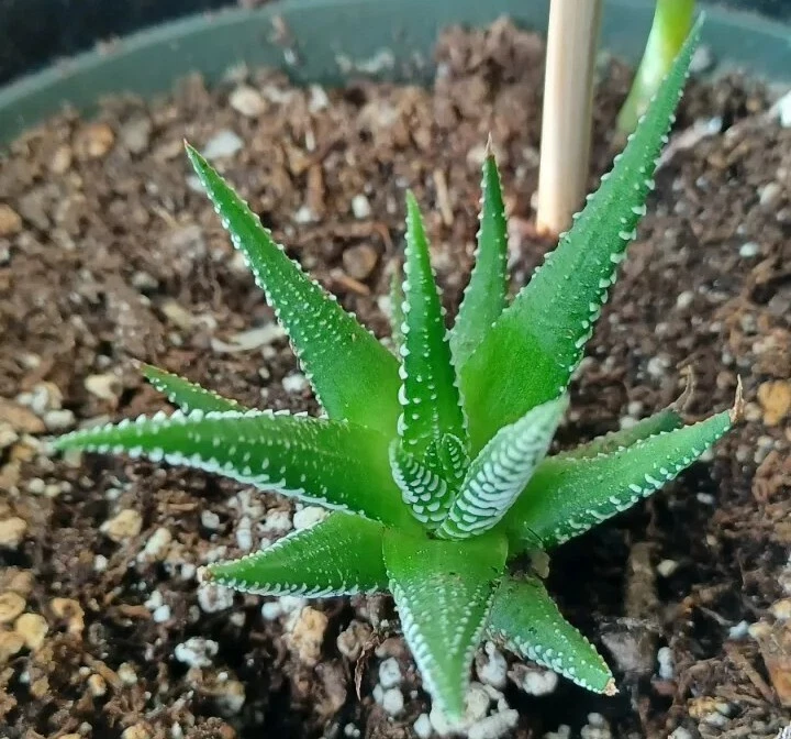 Haworthiopsis fasciata - Plantas de cactus cebra.  Foto 4 de 4