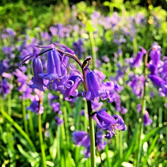 50 English Bluebell Bulbs Grown in Norfolk Hyacinthoides Non Scripta