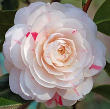 ( 1 ) - April Dawn Camellia Japonica - Starter Plant ( 4L ) ( 1 live plant )