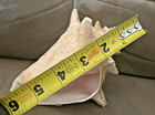 7in Queen Conch, 2 Tiger Cowrie Shells & Conch Driftwood Beach Decor Lot — photo 3