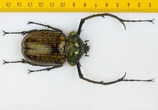 Cheirotonus for collectors | large Euchiridae