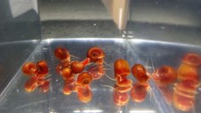 10 Red/Orange Ramshorn Snails - Pennsylvania Bred - High Quality