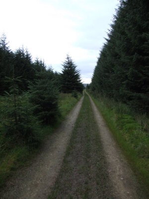 Foto 6x4 Gibshiel Plantage Redesdale Camp Waldstrecke durchlaufend c2007