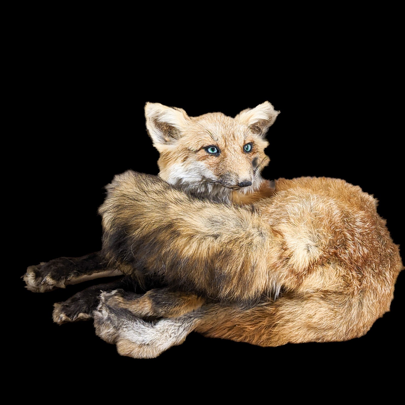 Red Fox Mount Taxidermy Oddity Curiosity Display Collectible specimen decor gift