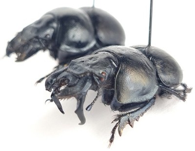 Coleoptera Geotrupidae Lethrus (s. str.) elephas Greece