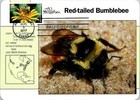Dr Jim Stamps Maximum Card Pro Ect Pollinators Bee Forever Fdc