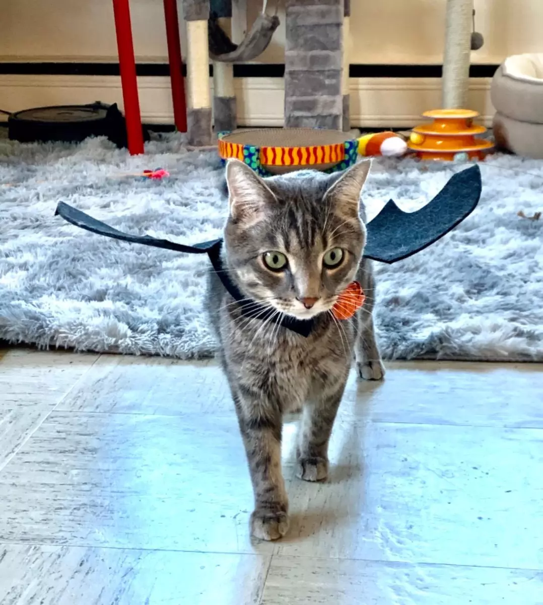 Cat online bat wings