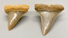 Dos dientes de tiburón MAKO EXTINTOS FÓSILES - Chile - Color, calidad