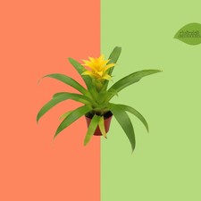 Yellow Bromeliad 4 in Live Houseplant Tropical Flowering Plant