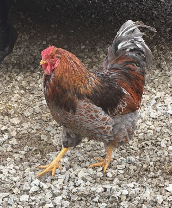 Barnyard Mixed Breed Chicken Hatching Eggs - Manual Incubator Rotation