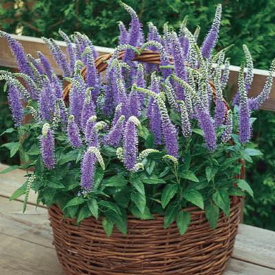 VERONICA SPICATA (5000 SEEDS) SPIKED SPEEDWELL - PERENNIAL ROCKERY