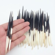 10PC South Africa Porcupine Quills 2-1/2 Inch  5 Inch 