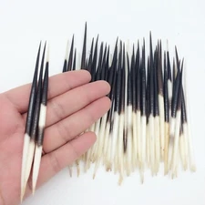 10PC South Africa Porcupine Quills (2-1/2 Inch ~ 5 Inch)