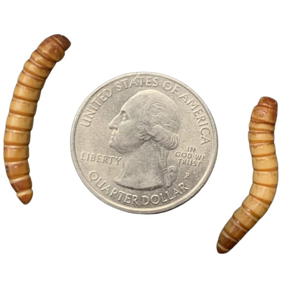 250 Live Giant Mealworms Free Shipping Live Arrival Guarantee eBay