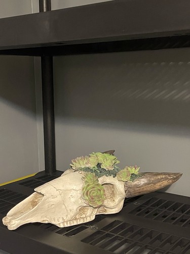 TESCHIO DI MANZO LONGHORN CORNO LUCIDO MONTATO TORO TESTA DI MUCCA decorazione fiori - Foto 4 di 12