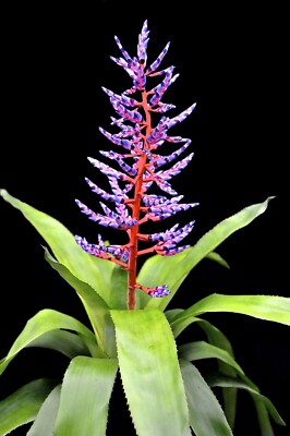 Aechmea Del Mar 6  Pot