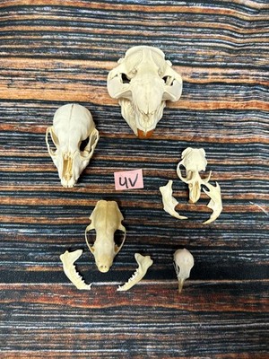 Real 5 Lot Animal Skulls Beaver Raccoon Skunk Pigeon Mount Craft Unique Art Head