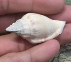 Strombus Fusiformis Seashell Beach Decor Beach Collectibles Lot Of Three — photo 4
