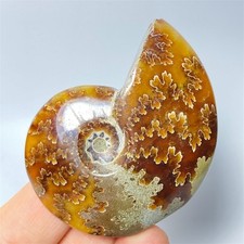 43g  Natural Ammonite fossil Specimen Healing Crystal Quartz Gemstones  F616