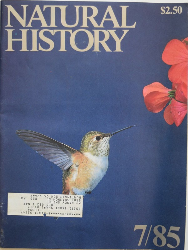 NATURAL HISTORY MAGAZINE - JULY 1985 - Maori Images