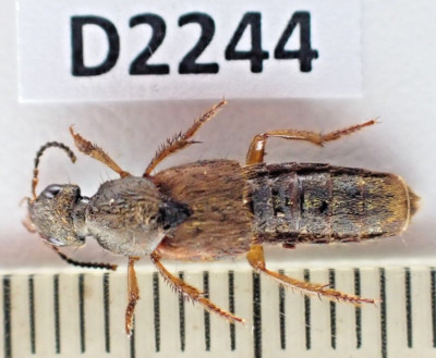 D2244. Insects, Staphylinidae sp. Vietnam, Lai Chau | eBay