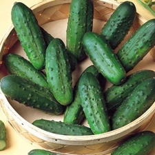 Cucumber seeds, 25 encrusted seeds cucumber NATASHA F1 Netherlands 1107+TRACK №