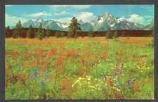 A Lovely Carpet of Wild Flowers Grand Teton National Park Wyoming Chrome 649
