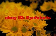 Flowers II Corel Royalty-Free Stock Photo CD-ROM Disk  USB
