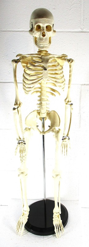 A 32" TALL ARTICULATED PLASTIC HUMAN SKELETON, UPRIGHT ON METAL STAND, PERFECT
