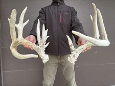173" 19 Point  Whitetail Deer Shed Antlers Sheds Horns Rustic Decor  taxidermy